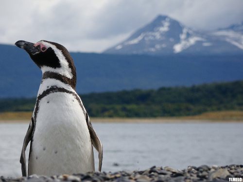 แพนกวิน