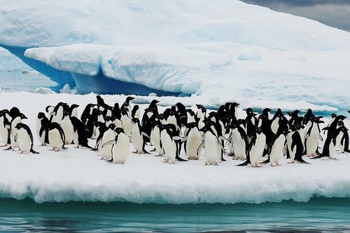 แพนกวิน