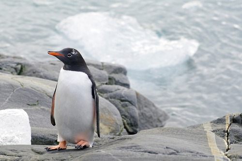 แพนกวิน