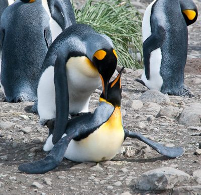 แพนกวิน