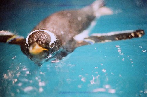 แพนกวิน