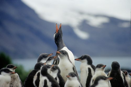 แพนกวิน