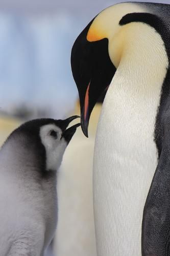 แพนกวิน