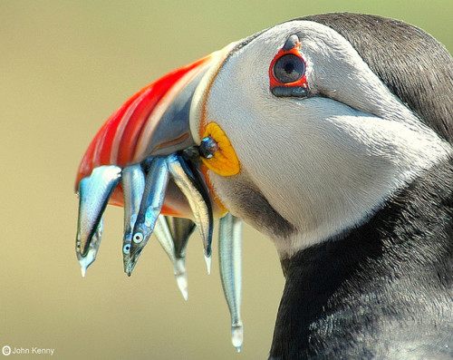 แพนกวิน