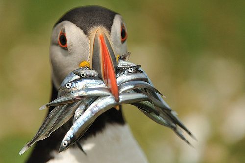 แพนกวิน