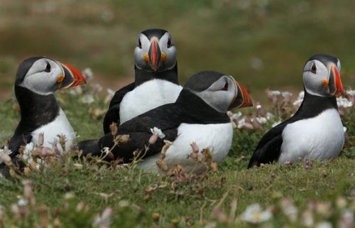 แพนกวิน