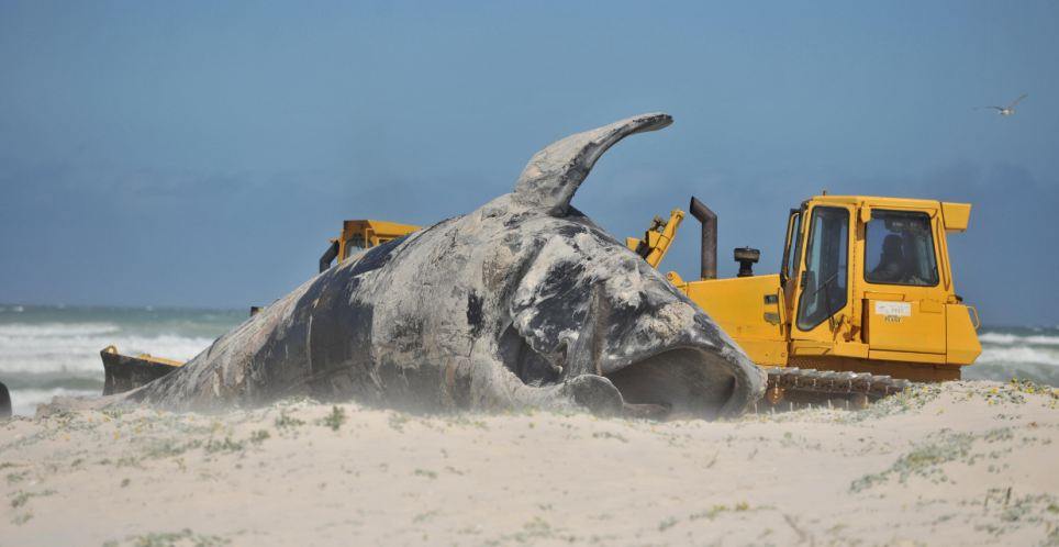 วาฬร่างยักษ์เกยตื้นที่หาดแอฟริกา ความยาวกว่า 15 เมตร