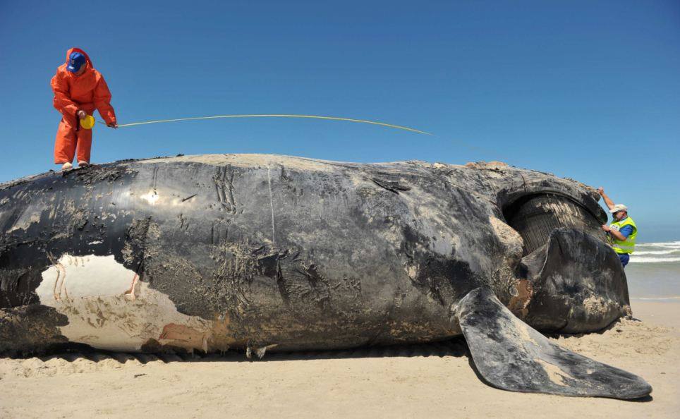 วาฬร่างยักษ์เกยตื้นที่หาดแอฟริกา ความยาวกว่า 15 เมตร