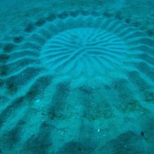 Mysterious Underwater ‘Crop Circles’ Discovered Off the Coast of Japan