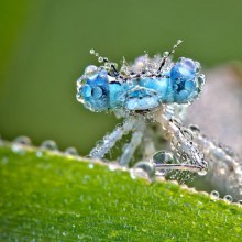 Macro Photographs of Dew-Covered Dragonflies and Other Insects by David Chambon