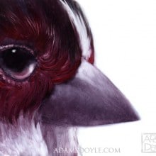 Gorgeous Bird Paintings by Adam S. Doyle