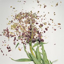 Flowers Soaked in Liquid Nitrogen Shatter on Impact