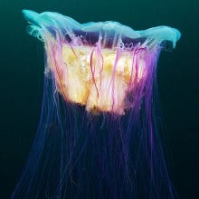 Underwater Experiments Continued: Wonderful New Photos of Jellyfish by Alexander Semenov