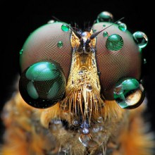 Magnificent Macro Photos of Insect Eyes by Shikhei Goh