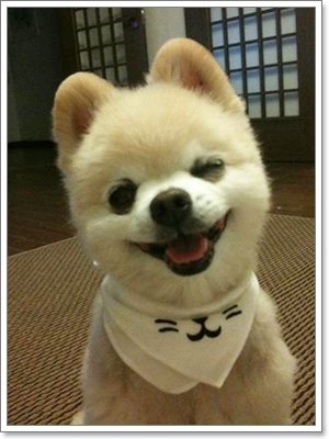 Smile dog