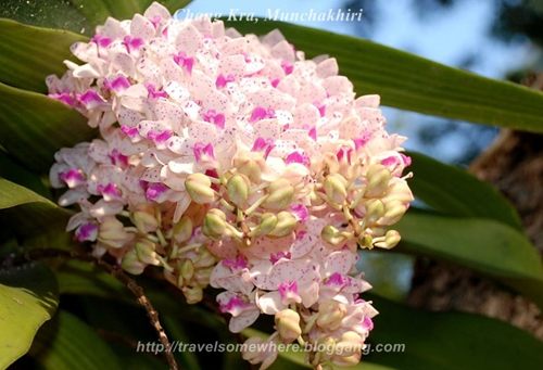 มัญจาคีรี ขอนแก่น