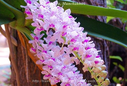 มัญจาคีรี ขอนแก่น