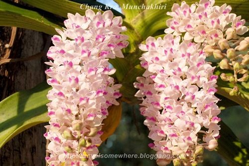 มัญจาคีรี ขอนแก่น