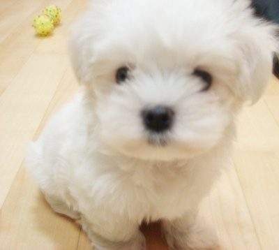 น้องหมา น่ารัก เวอร์อ่ะ