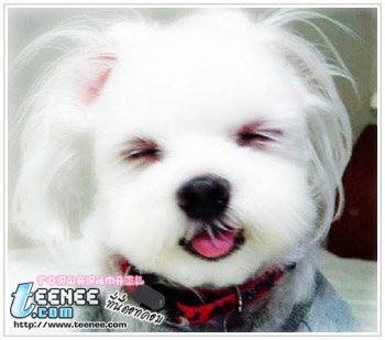 น้องหมา น่ารัก เวอร์อ่ะ