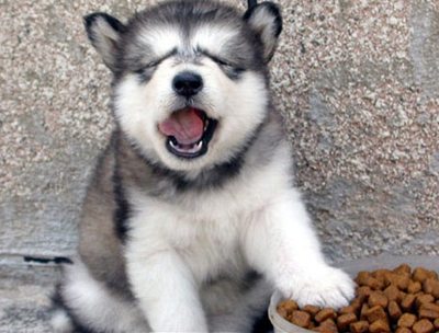 น้องหมา น่ารัก เวอร์อ่ะ