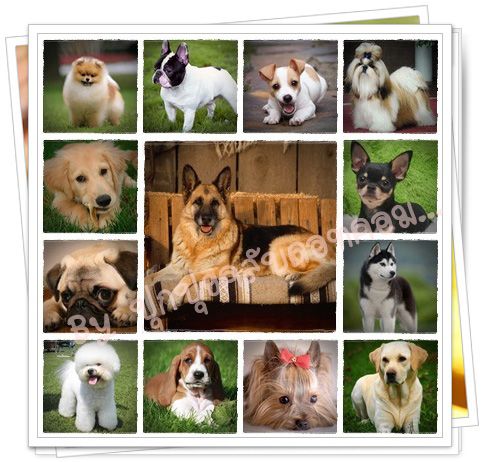 น้องหมา น่ารัก เวอร์อ่ะ