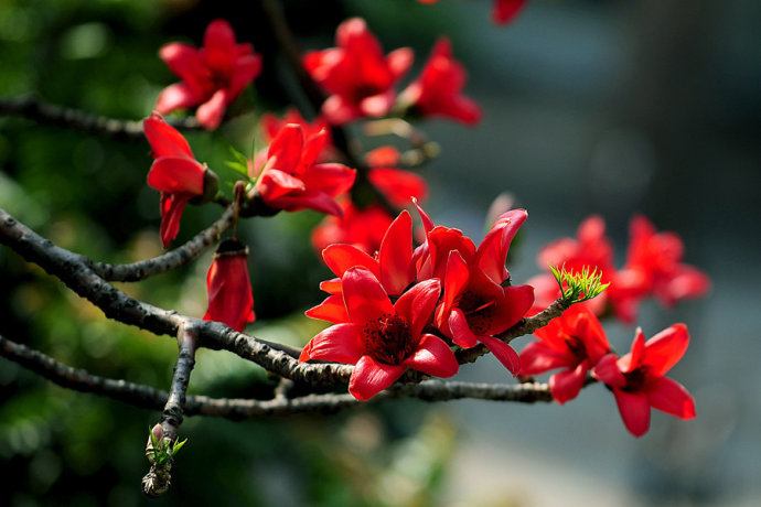 Cotton Tree in full bloom