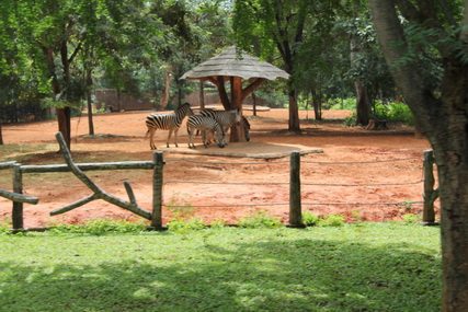 Korat Zoo