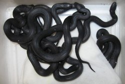 มองให้อาร์ท 54