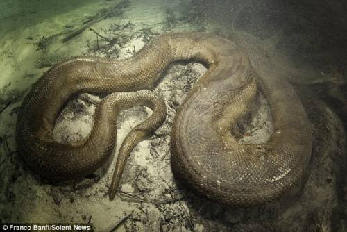 สะพรึง! นักดำน้ำเจออนาคอนด้าตัวเป็น ๆ 6 ตัว ที่ป่าอะเมซอน