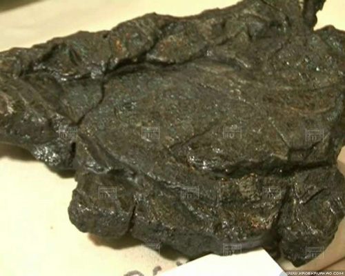 ฮือฮา! ไทยพบ ฟอสซิลปลาดึกดำบรรพ์อายุ150ล้านปี ชื่อ "อีสานอิกธิส เลิศบุศย์ศี"