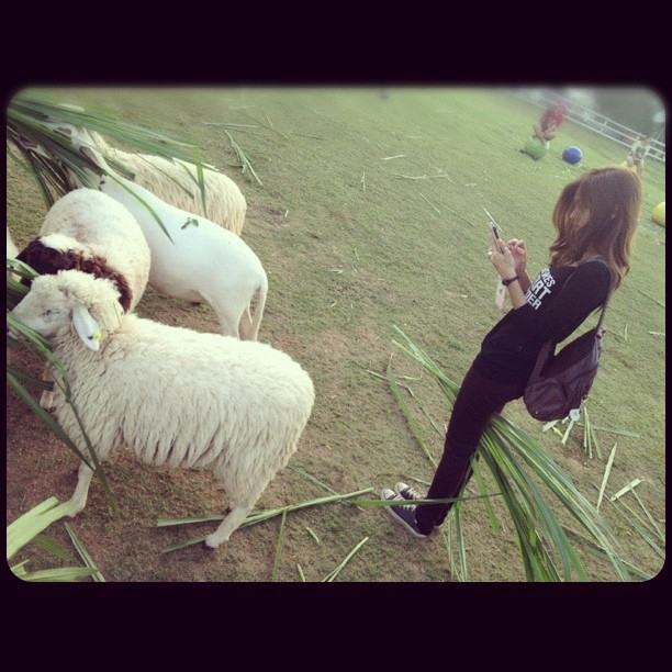 แนท ณัฐชา นวลแจ่ม