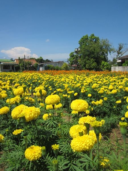 เที่ยวสวนดาวเรือง ในจังหวัดภูเก็ต