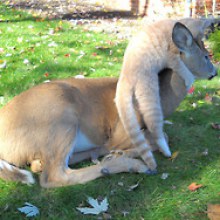 Deer visits cat every morning