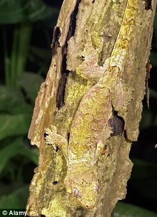 ตุ๊กแก gecko