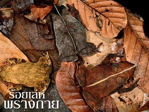 กบใบไม้ พรางตัวเนียนไปกับใบไม้แห้ง