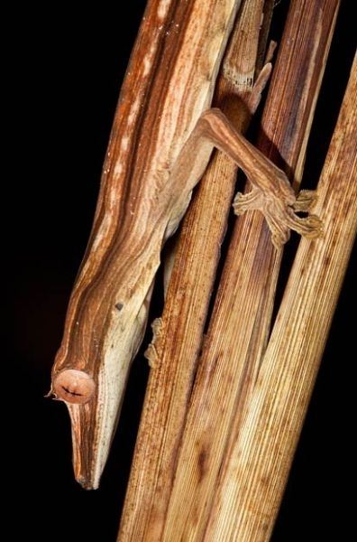 ตุ๊กแกพรางตัวเข้ากับใบปาล์มแห้ง ทางตะวันออกเฉียงเหนือของประเทศมาดากัสการ์