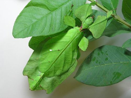 ตั๊กแตนใบไม้ ด้วยเทคนิคการพรางตัว ที่ปีกคู่หน้าของมันมีสีสันและเก็บรายละเอียดจุดเล็กจุดน้อย ลอกเลียน