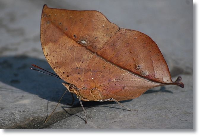 ผีเสื้อใบไม้