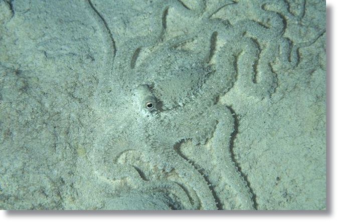 หมึกยักษ์