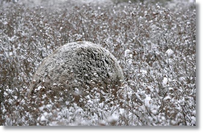 หมีกริซลี่