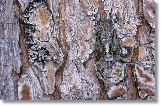 จั๊กจั่นคอมมานโด