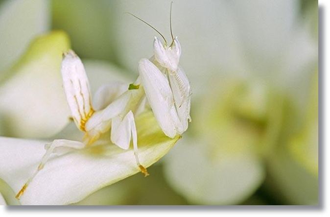 ตั๊กแตนที่มีสีคล้ายกล้วยไม้