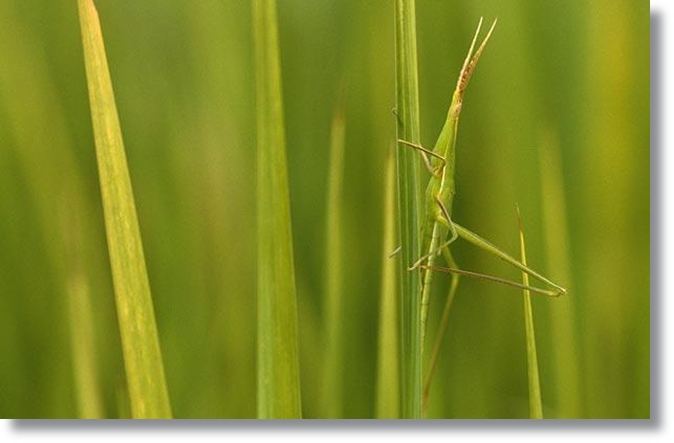 ตั๊กแตน