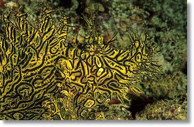 ปลาแมงป่อง