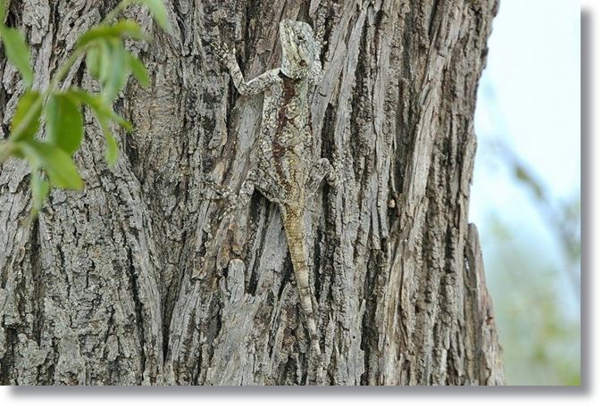 กิ้งก่า