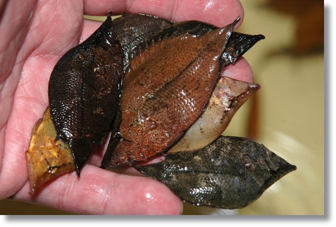 ปลาใบไม้อะเมซอน