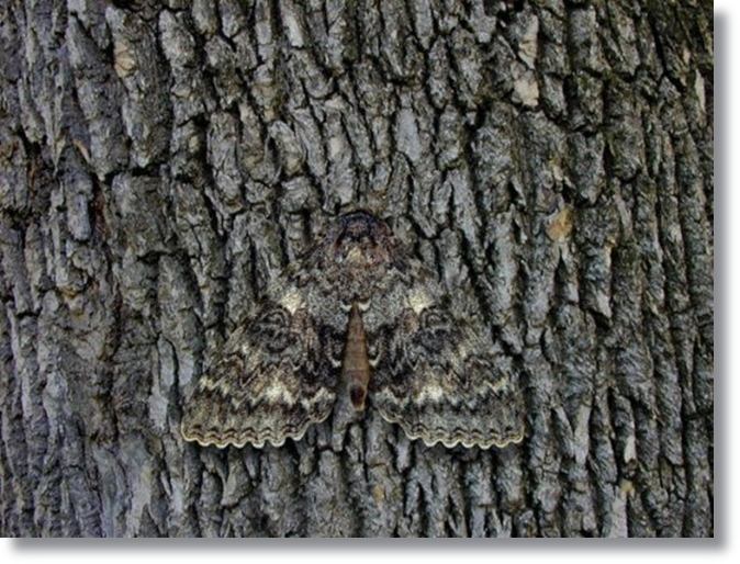 ผีเสื้อกลางคืน