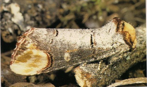 มอธสีน้ำตาล