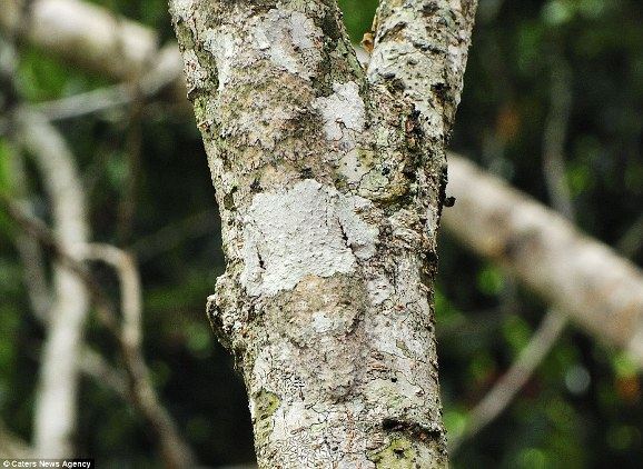กิ้งก่าหางใบไม้ ( Mossy Leaf-tailed Gecko) ได้รับการยกย่องให้เป็นเจ้าแห่งการพรางตัว ที่อุทยานแห่งชาต